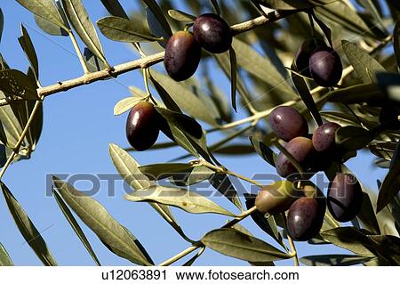 Stock Image - Olive tree. Fotosearch