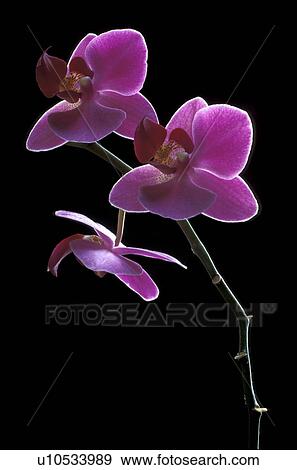 Stock Photo - Orchids. Fotosearch