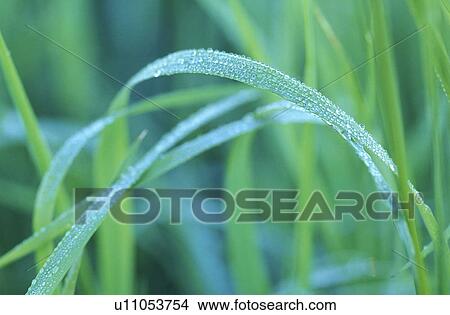 Picture - Rain drops on green leaves. Fotosearch