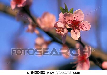 stempel, austria, bloom, blue, branch, buds, calf View Large Photo Image Stock Image - stempel, austria, bloom, blue, branch, buds, calf. Fotosearch