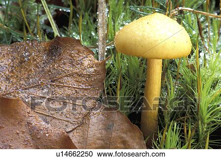 Stock Image - tau, brown, Christian, CLOSE. Fotosearch