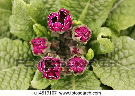 Stock Photo - Top view of flowering plant. Fotosearch