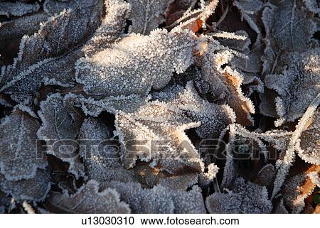 Stock Image - vorbei, reif, Austria, cold, contrast, eiskristalle, frosty. Fotosearch