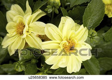 Yellow flowers View Large Photo Image Stock Photography - Yellow flowers. Fotosearch
