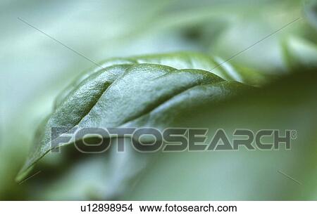 Picture - basil leaf, basilikumstock, calf, herb, labiate, ocimum, robert. Fotosearch