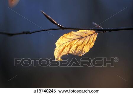 Stock Photography - blattstruktur, austria, autumn, autumn-like, back light, branch, calf. Fotosearch