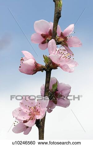 Stock Image - branch, tree, bloom, freedom, spring, buds, centrical. Fotosearch
