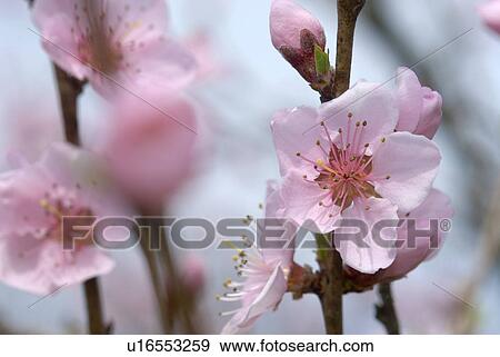 branch, tree, spring, buds, peach tree, plant, plants View Large Photo Image Stock Photo - branch, tree, spring, buds, peach tree, plant, plants. Fotosearch