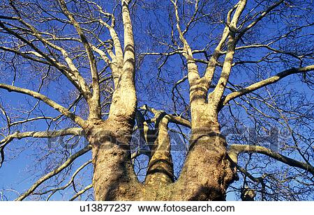 branches, austria, branch, botany, blue, age View Large Photo Image Stock Photo - branches, austria, branch, botany, blue, age. Fotosearch
