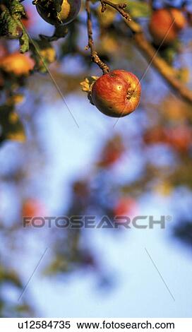 Stock Photography - calf, apple, blue, austria, apple tree, fruit, agriculture. Fotosearch