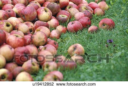 calf, apples, burgenland, bottom, austria, fruit, apple View Large Photo Image Stock Image - calf, apples, burgenland, bottom, austria, fruit, apple. Fotosearch