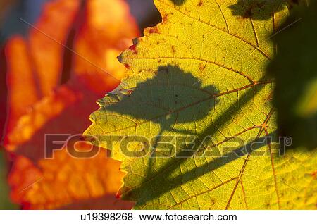 Stock Photo - calf, autumn, back light, autumn-like, autumn leaf, colored, austria. Fotosearch