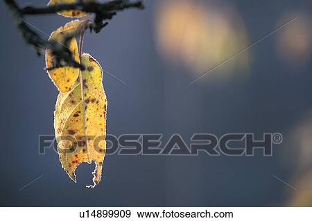 Stock Photo - calf, autumn, burgenland, branch, autumn-like, colored, austria. Fotosearch