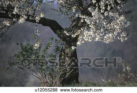 Stock Photo - calf, bloom, buds, blooms, blooming, fruit-tree, austria. Fotosearch