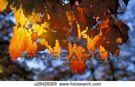 chestnut tree, autumn, chestnut, calf, bregenz, colored, austria View Large Photo Image Stock Photo - chestnut tree, autumn, chestnut, calf, bregenz, colored, austria. Fotosearch