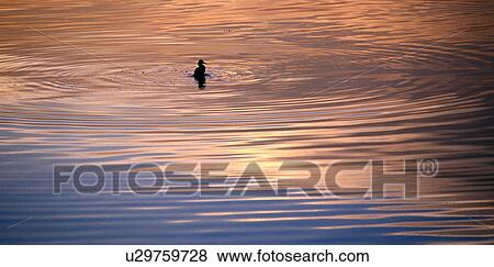 Stock Photo - circles, bird, calm, calf, bregenz, duck, austria. Fotosearch