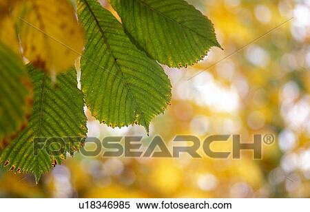 closed, autumn, chestnut tree, calf, belvedere, colored, austria View Large Photo Image Stock Photography - closed, autumn, chestnut tree, calf, belvedere, colored, austria. Fotosearch