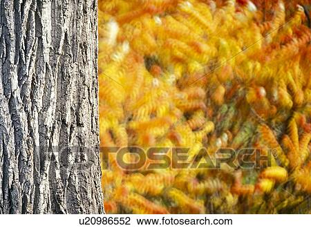 colored, autumn, calf, bark, autumn-like, colorful, austria View Large Photo Image Stock Image - colored, autumn, calf, bark, autumn-like, colorful, austria. Fotosearch