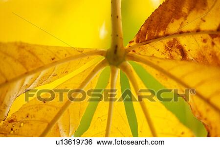 Stock Photograph - colored, autumn, chestnut tree, calf, autumn-like, colorful, austria. Fotosearch