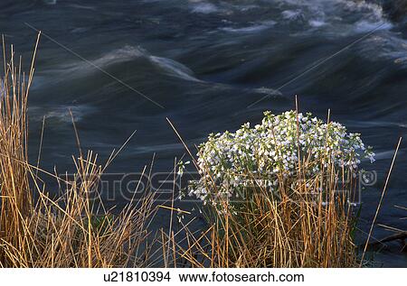 Picture - creek bed, bach, calf, burgenland, banks, flowing, austria. Fotosearch