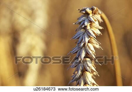 Stock Image - ear, austria, cornfield, calf, burgenland, food, agriculture. Fotosearch