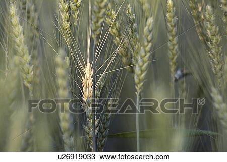 Stock Image - ears, austria, culm, cornfield, calf, food, agriculture. Fotosearch