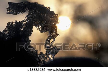 eiskristalle, bizzare, cold, calf, burgenland, evening light, austria View Large Photo Image Stock Photography - eiskristalle, bizzare, cold, calf, burgenland, evening light, austria. Fotosearch