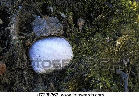 Stock Image - erde, austria, calf, crawler, duff, landscape, moss. Fotosearch
