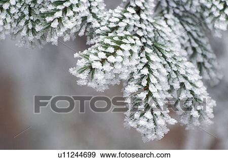 fir, branch, eiskristalle, cold, calf, freezes, austria View Large Photo Image Stock Photo - fir, branch, eiskristalle, cold, calf, freezes, austria. Fotosearch