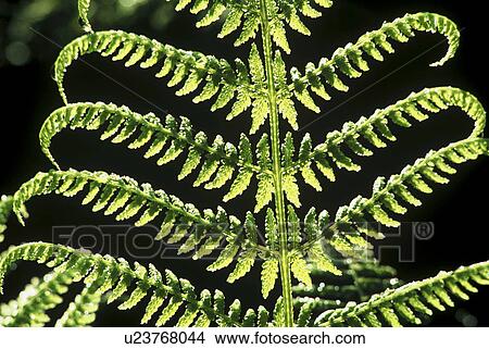 flora, back light, fern, dornbirn, calf, forest, austria View Large Photo Image Picture - flora, back light, fern, dornbirn, calf, forest, austria. Fotosearch