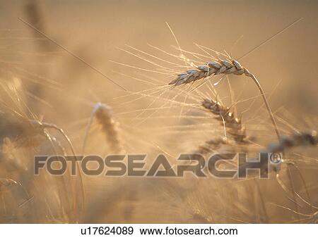 Stock Photo - food, austria, ears, cornfield, calf, grain, agriculture. Fotosearch