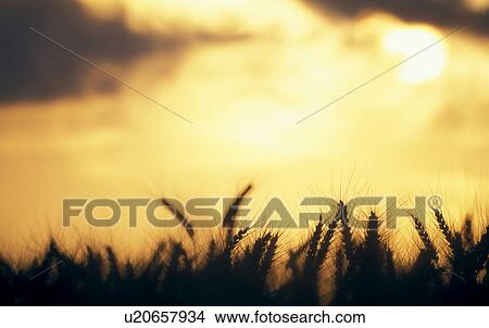 food, austria, energy, cornfield, calf, grain, agriculture View Large Photo Image Picture - food, austria, energy, cornfield, calf, grain, agriculture. Fotosearch