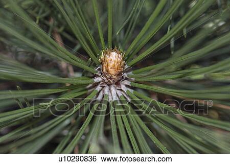 forest, Forest, Pinales, Pinus heldreichii, tree, needles, softwood View Large Photo Image Stock Photograph - forest, Forest, Pinales, Pinus heldreichii, tree, needles, softwood. Fotosearch