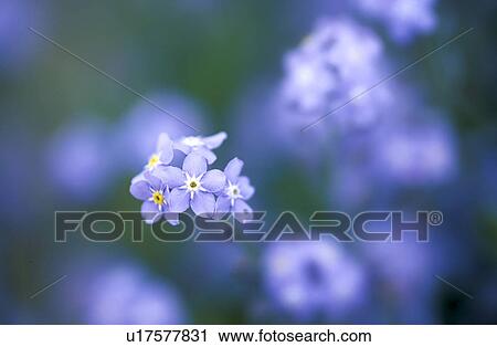 Stock Image - fragile, blue, forget-me-not, dainty, calf, garden, austria. Fotosearch