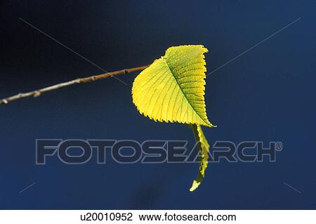 fresh, blue, colour contrast, calf, branch, green, austria View Large Photo Image Stock Image - fresh, blue, colour contrast, calf, branch, green, austria. Fotosearch
