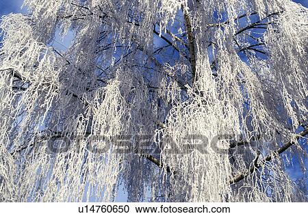 Stock Image - frost, birch, eiskristalle, cold, calf, frosty, austria. Fotosearch