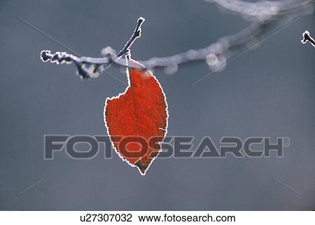 frozen, branch, crystals, cold, calf, ice, austria View Large Photo Image Stock Image - frozen, branch, crystals, cold, calf, ice, austria. Fotosearch