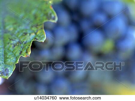 Stock Image - fruit, autumn, calf, blue, autumn-like, grape vine, austria. Fotosearch
