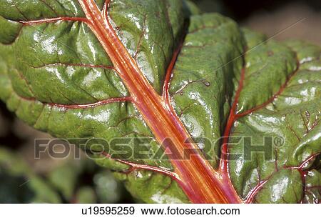 Stock Photo - gaensefussgewaechs, austria, calf, food, garden, healthy, leaf beet. Fotosearch