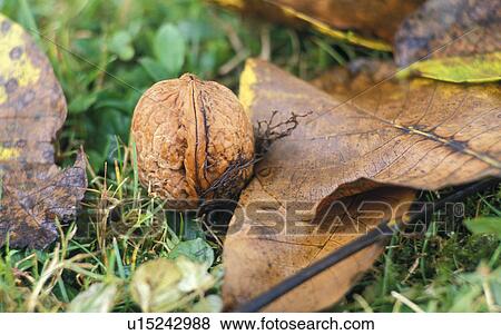 garden, autumn, calf, burgenland, autumn foliage, healthy, austria View Large Photo Image Stock Photo - garden, autumn, calf, burgenland, autumn foliage, healthy, austria. Fotosearch