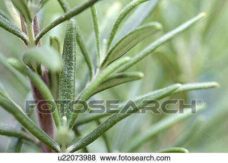 gewuerzstock, rosmarinstock, austria, calf, herb, officinalis, robert View Large Photo Image Stock Photo - gewuerzstock, rosmarinstock, austria, calf, herb, officinalis, robert. Fotosearch