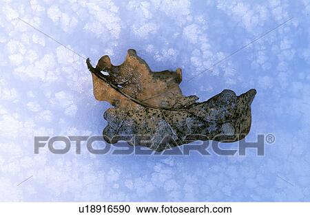 Stock Image - glitter, blanket of snow, cold, calf, burgenland, leaf, austria. Fotosearch