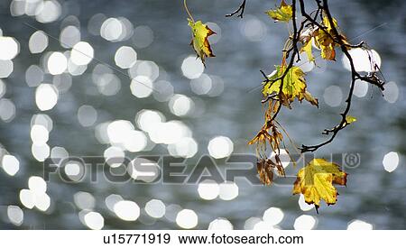Stock Photo - glowing, autumn, glitter, calf, autumn-like, leaf, austria. Fotosearch