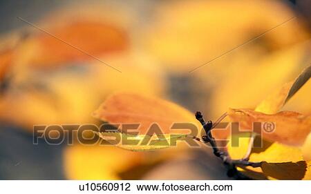 gold, autumn, glowing, calf, branch, austria View Large Photo Image Stock Image - gold, autumn, glowing, calf, branch, austria. Fotosearch