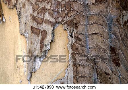 Stock Image - graphic, bark, form, cracked, calf, Lower Austria, austria. Fotosearch