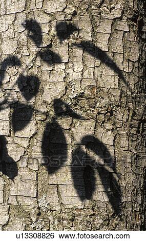 grey, bark, calf, brown, branch, leaves, austria View Large Photo Image Stock Photograph - grey, bark, calf, brown, branch, leaves, austria. Fotosearch