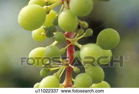 healthy, burgenland, grapes, fruit, calf, robert, austria View Large Photo Image Stock Photo - healthy, burgenland, grapes, fruit, calf, robert, austria. Fotosearch