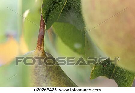 Stock Photography - healthy, burgenland, guards, fruit, calf, orchard, austria. Fotosearch