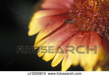 Stock Photography - kokardenblume, beetpflanze, gartenpflanze, aristata, austria, burgenland, calf. Fotosearch
