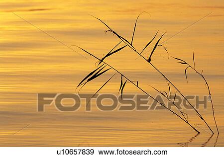 Stock Photo - landscape, calf, lake, gold, calm, morning sun, austria. Fotosearch